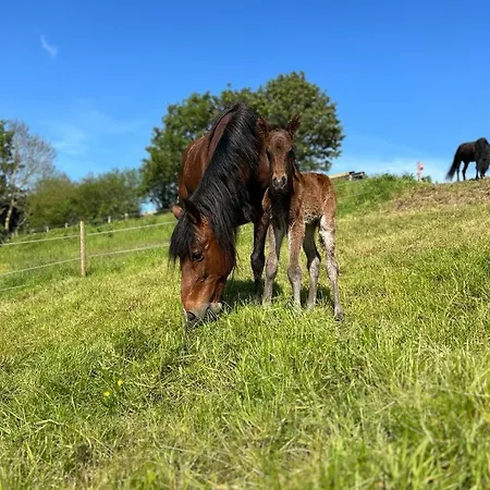 Vivocavallino Eifel & Pferde